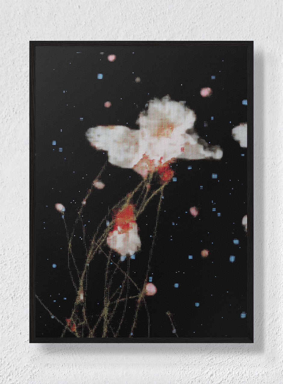 THE NIGHT GARDEN TRANSMISSION - Black Frame