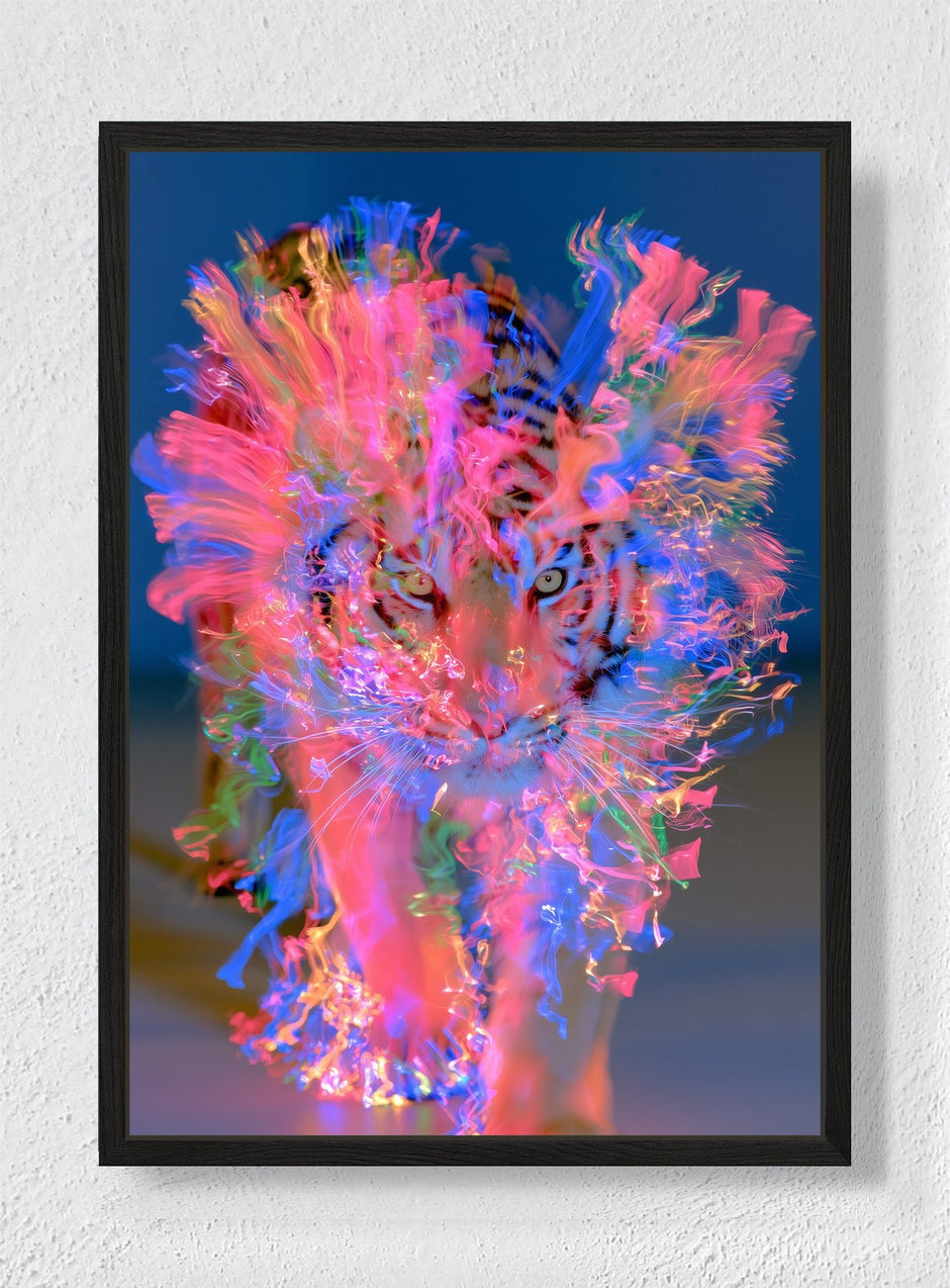 A TIGER MADE OF LIGHT - Black frame canvas