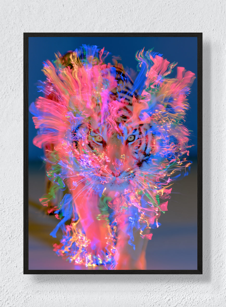 A TIGER MADE OF LIGHT - Black Frame