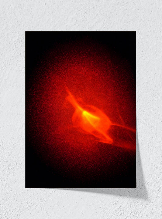 Ember Bloom - Unframed