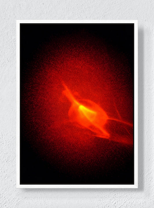 EMBER BLOOM - White frame canvas