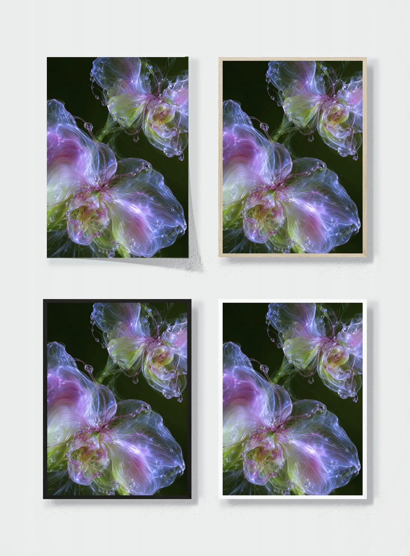 GLASS ORCHID frame options comparison
